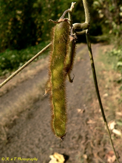 {Pueraria montana var. lobata}